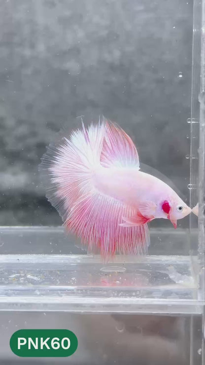Pink Halfmoon Male Betta Fish | You Pick Fish | Order Directly From Farm
