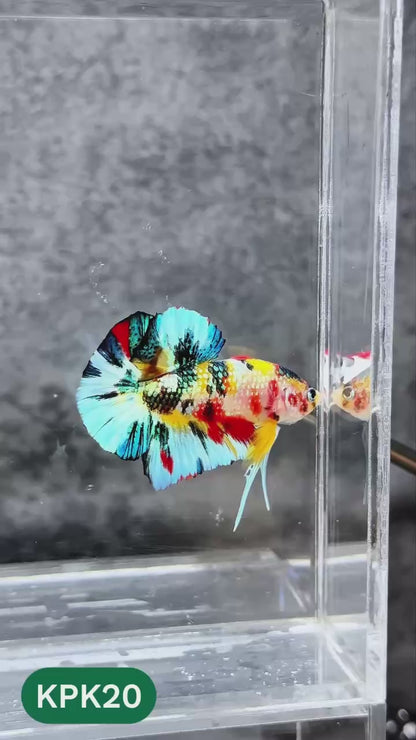 Multicolor Plakat Male Betta Fish |Show Grade|  You Pick Fish