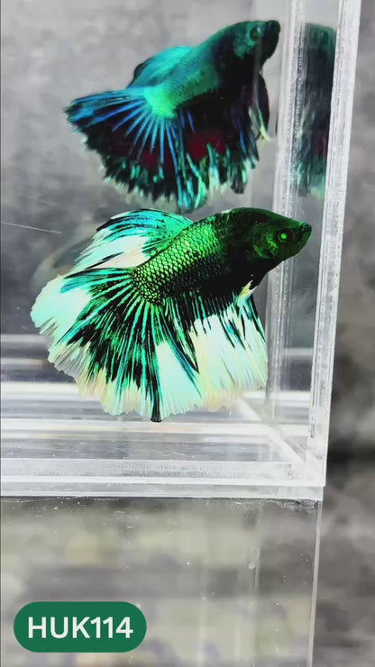 Black Hulk Halfmoon Male Betta Fish | You Pick Fish