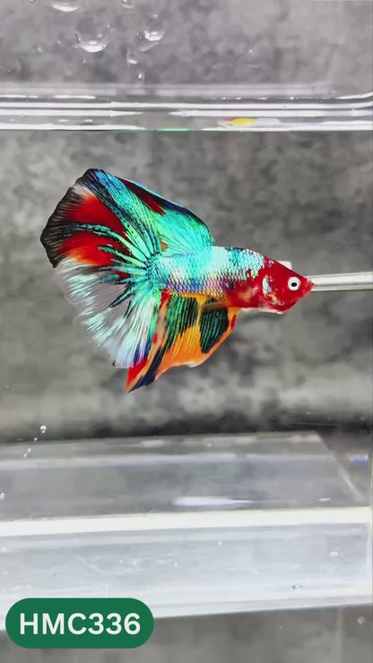 Multicolor Halfmoon Male Betta Fish | High Grade | Order Directly From Farm |  You Pick Fish |