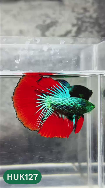 Black Hulk Halfmoon Male Betta Fish | You Pick Fish