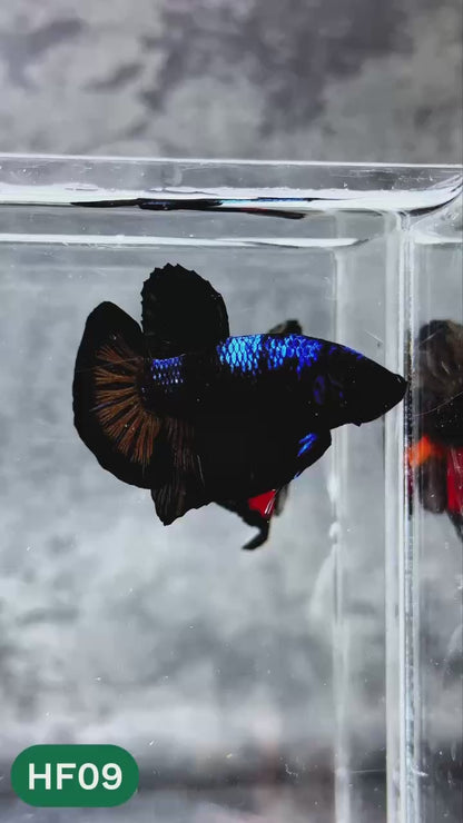 Dark Flame Hellfire Plakat Male Betta Fish | You Pick Fish | Rare Betta