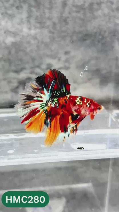 Multicolor Halfmoon Male Betta Fish | High Grade | Order Directly From Farm |  You Pick Fish |