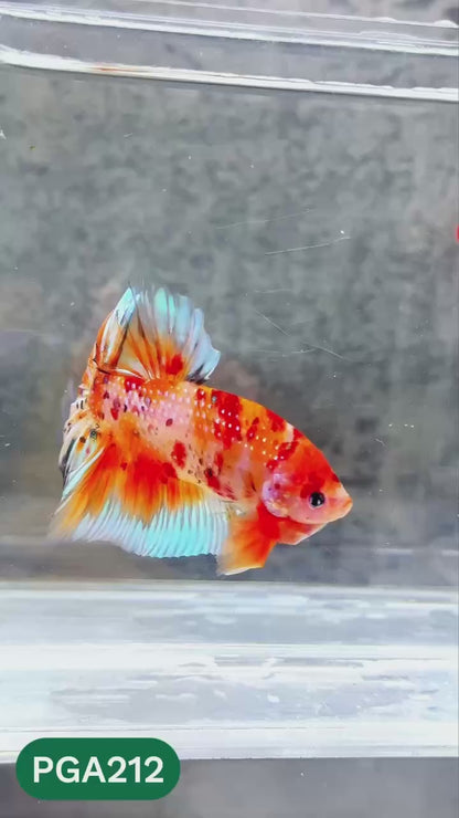 King Giant Plakat Male Betta Fish | You Pick Fish | High Grade