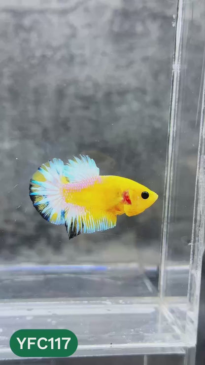 Yellow Fancy Male Betta Fish | Order Directly From Farm | You Pick Fish