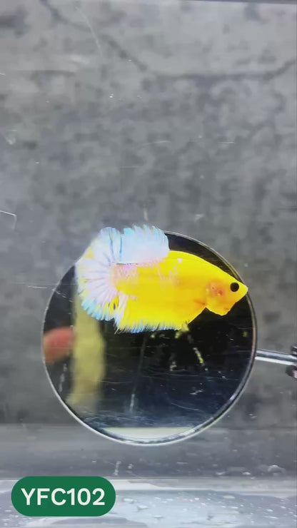 Yellow Fancy Male Betta Fish | Order Directly From Farm | You Pick Fish