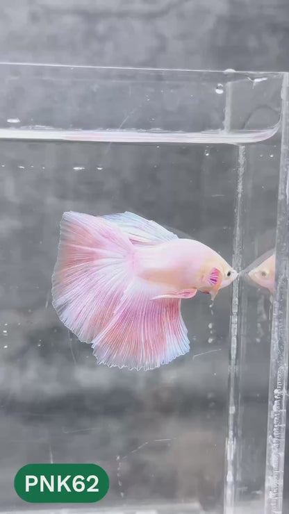 Pink Halfmoon Male Betta Fish | You Pick Fish | Order Directly From Farm