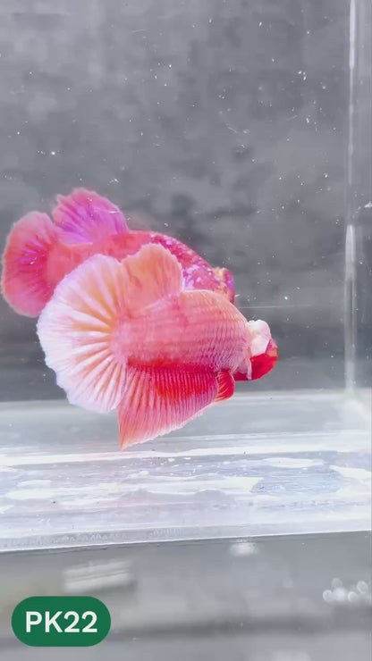 Pink Plakat Male Betta Fish | You Pick Fish | Rare Color
