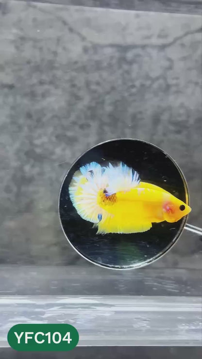 Yellow Fancy Male Betta Fish | Order Directly From Farm | You Pick Fish