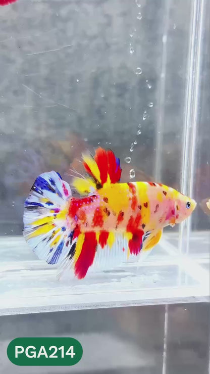 King Giant Plakat Male Betta Fish | You Pick Fish | High Grade