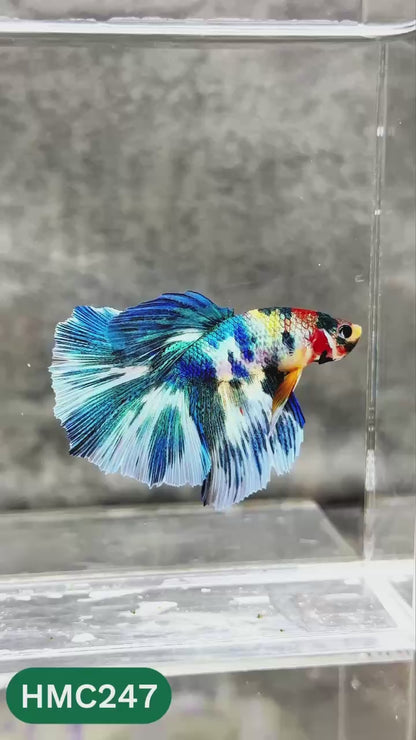 Multicolor Halfmoon Male Betta Fish | Order Directly From Farm | You Pick Fish