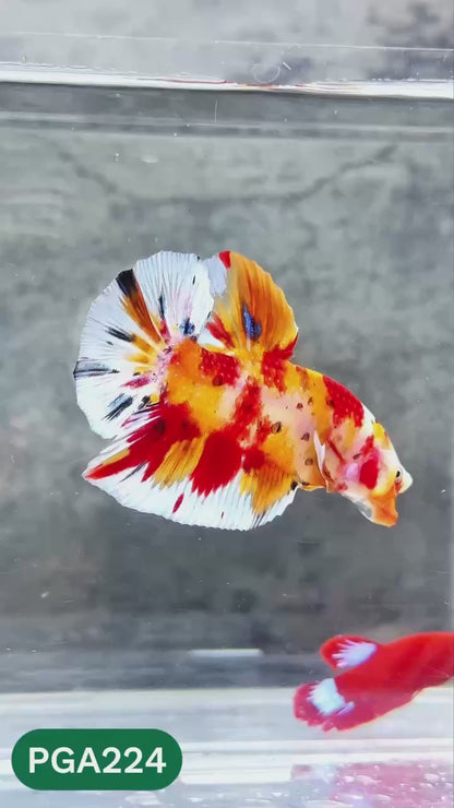 King Giant Plakat Male Betta Fish | You Pick Fish | High Grade