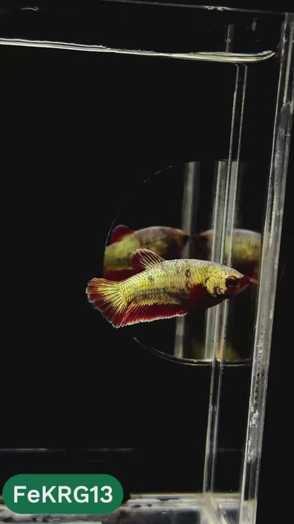 Koi Red Gold Female Betta Fish | You Pick Fish | High Grade