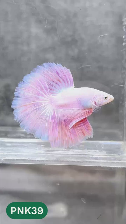 Pink Halfmoon Male Betta Fish | You Pick Fish | Order Directly From Farm