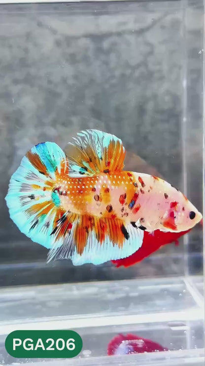 King Giant Plakat Male Betta Fish | You Pick Fish | High Grade