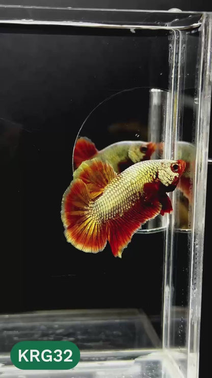 Koi Red Gold Galaxy Plakat Male Betta Fish | You Pick Fish