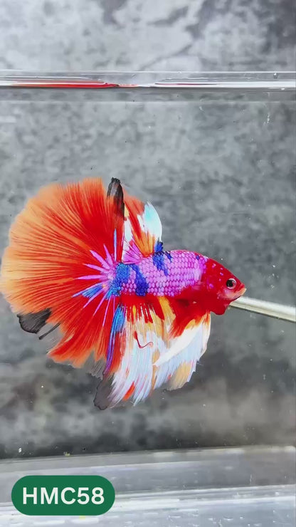 Nemo Halfmoon Male Betta Fish | Order Directly From Farm | You Pick Fish