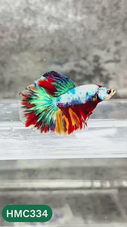 Multicolor Halfmoon Male Betta Fish | High Grade | Order Directly From Farm |  You Pick Fish |