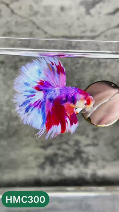 Multicolor Halfmoon Male Betta Fish | High Grade | Order Directly From Farm |  You Pick Fish |