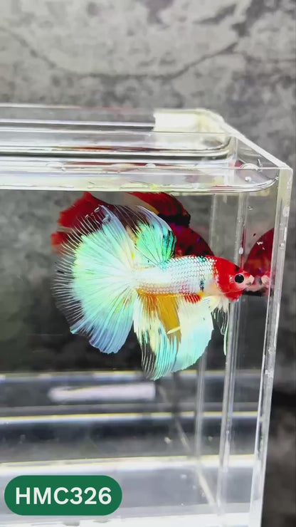 Multicolor Halfmoon Male Betta Fish | High Grade | Order Directly From Farm |  You Pick Fish |