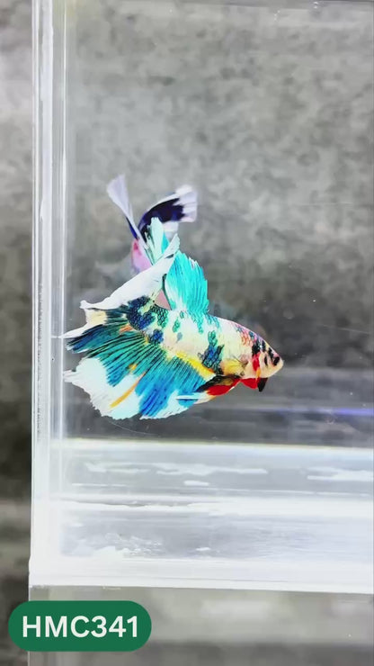 Multicolor Halfmoon Male Betta Fish | High Grade | Order Directly From Farm |  You Pick Fish |