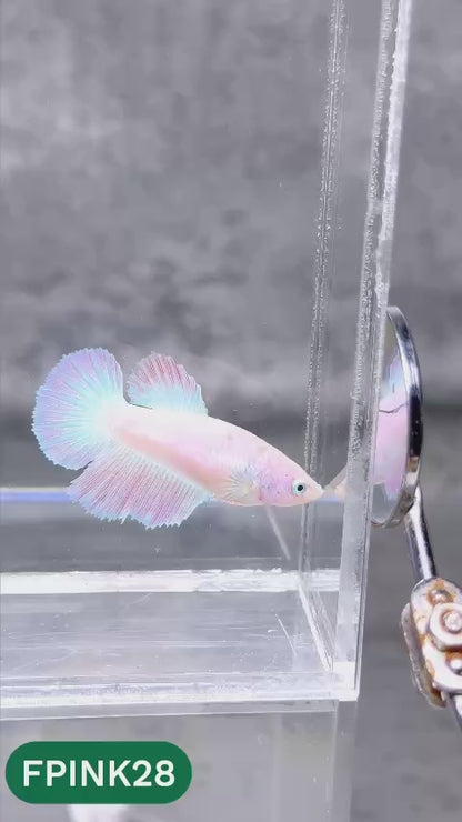 Pink Sakura Halfmoon Female Betta Fish | You Pick Fish