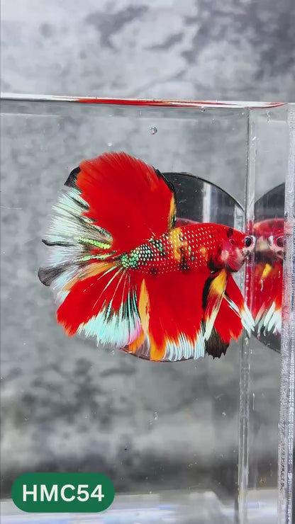 Nemo Halfmoon Male Betta Fish | Order Directly From Farm | You Pick Fish