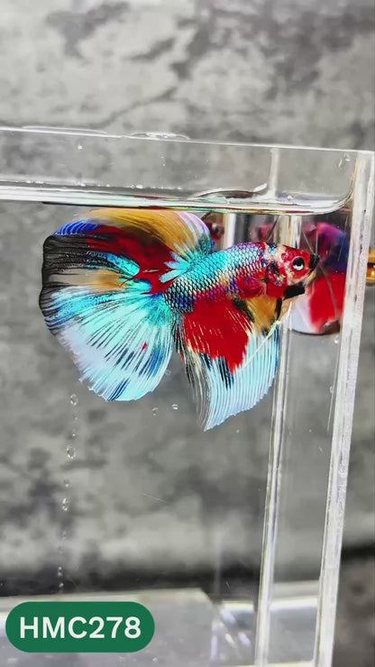 Multicolor Halfmoon Male Betta Fish | High Grade | Order Directly From Farm |  You Pick Fish |