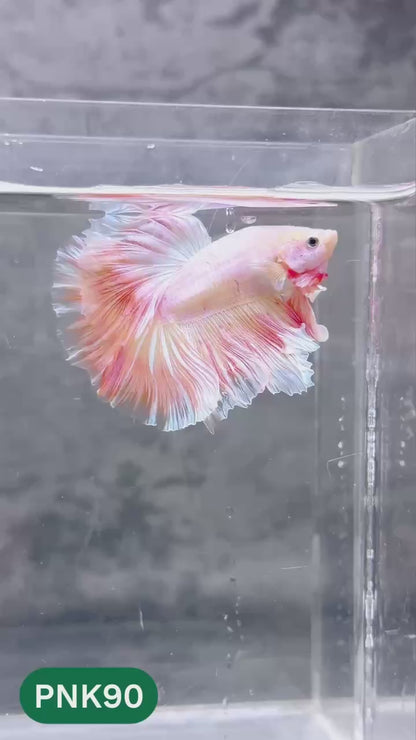 Pink Halfmoon Male Betta Fish | You Pick Fish | Order Directly From Farm