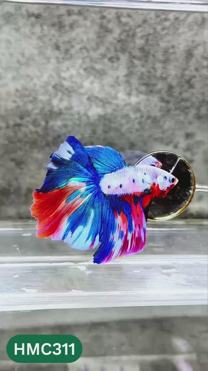 Multicolor Halfmoon Male Betta Fish | High Grade | Order Directly From Farm |  You Pick Fish |