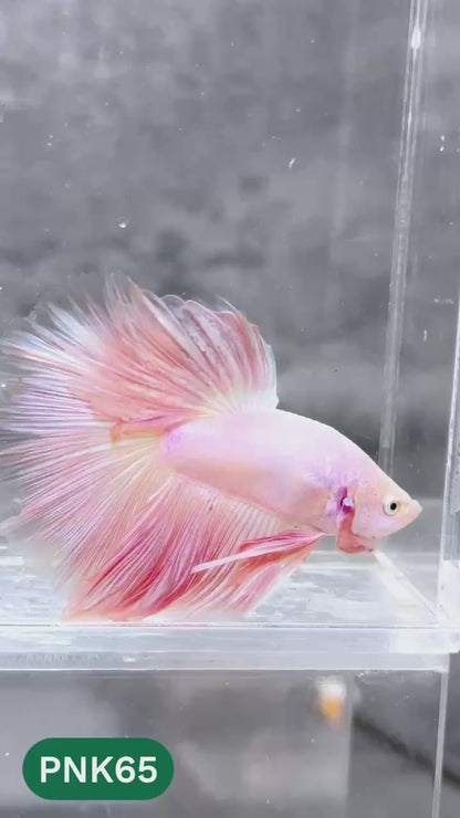 Pink Halfmoon Male Betta Fish | You Pick Fish | Order Directly From Farm