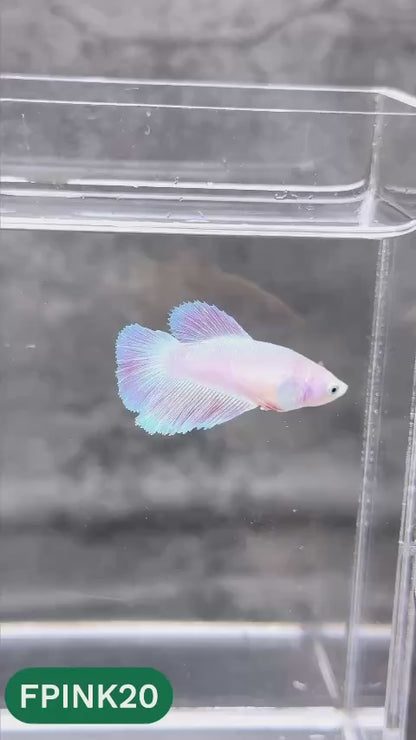 Pink Sakura Halfmoon Female Betta Fish | You Pick Fish