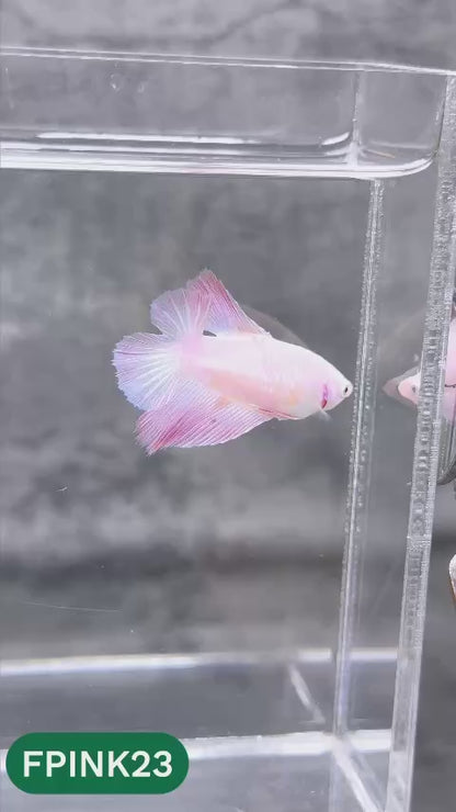 Pink Sakura Halfmoon Female Betta Fish | You Pick Fish