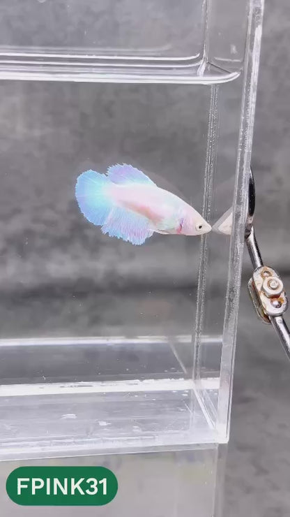 Pink Sakura Halfmoon Female Betta Fish | You Pick Fish