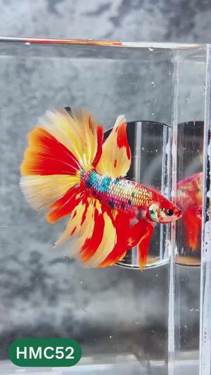 Nemo Halfmoon Male Betta Fish | Order Directly From Farm | You Pick Fish