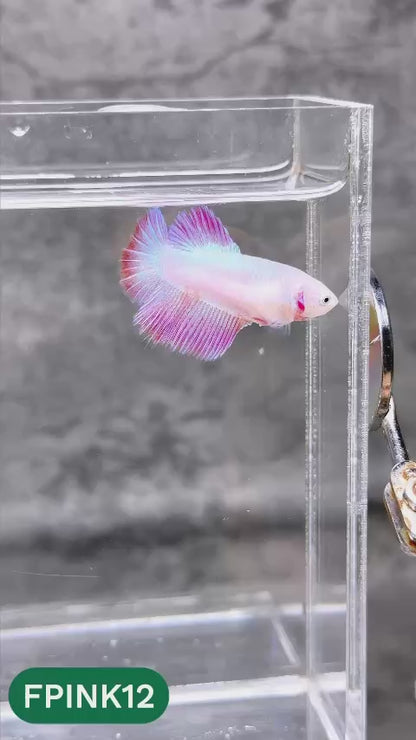 Pink Sakura Halfmoon Female Betta Fish | You Pick Fish