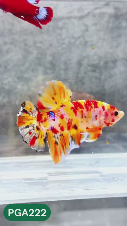 King Giant Plakat Male Betta Fish | You Pick Fish | High Grade