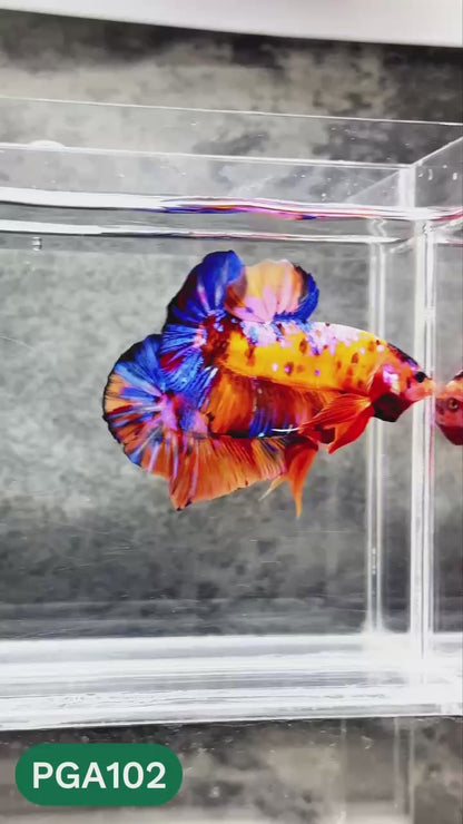 King Giant Plakat Male Betta Fish | You Pick Fish | High Grade