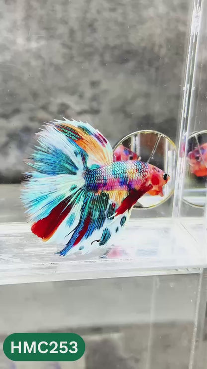 Multicolor Halfmoon Male Betta Fish | Order Directly From Farm | You Pick Fish