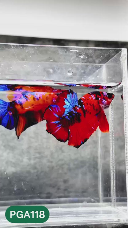 King Giant Plakat Male Betta Fish | You Pick Fish | High Grade