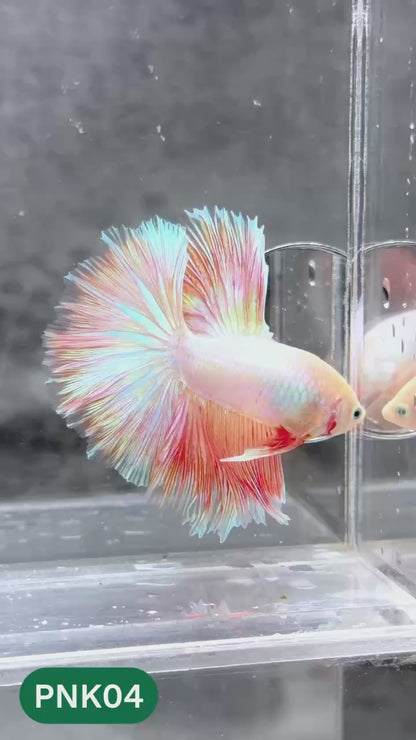 Pink Halfmoon Male Betta Fish | You Pick Fish | Order Directly From Farm