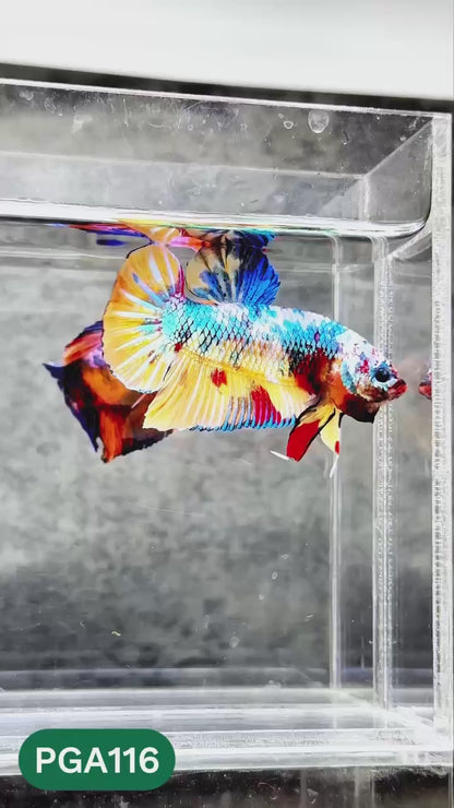 King Giant Plakat Male Betta Fish | You Pick Fish | High Grade