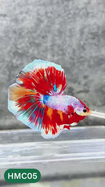 Nemo Halfmoon Male Betta Fish | Order Directly From Farm | You Pick Fish