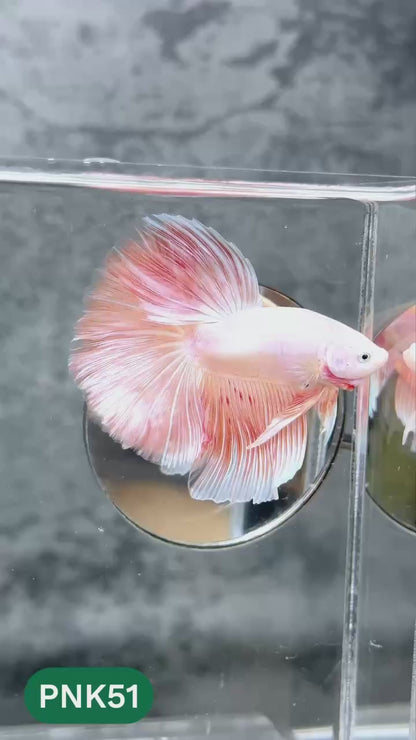 Pink Halfmoon Male Betta Fish | You Pick Fish | Order Directly From Farm