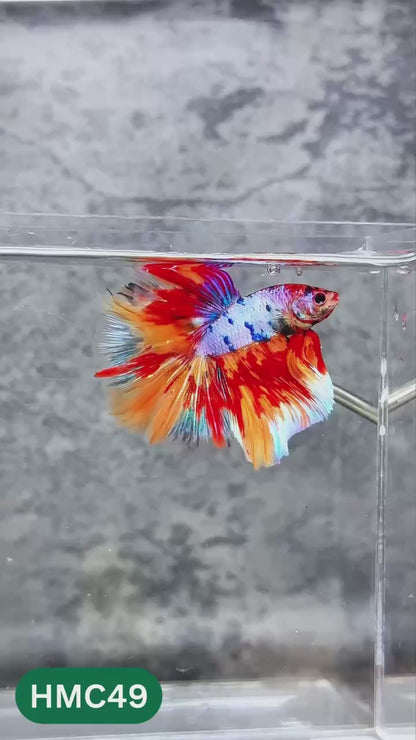 Nemo Halfmoon Male Betta Fish | Order Directly From Farm | You Pick Fish
