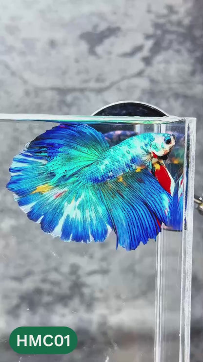 Nemo Halfmoon Male Betta Fish | Order Directly From Farm | You Pick Fish