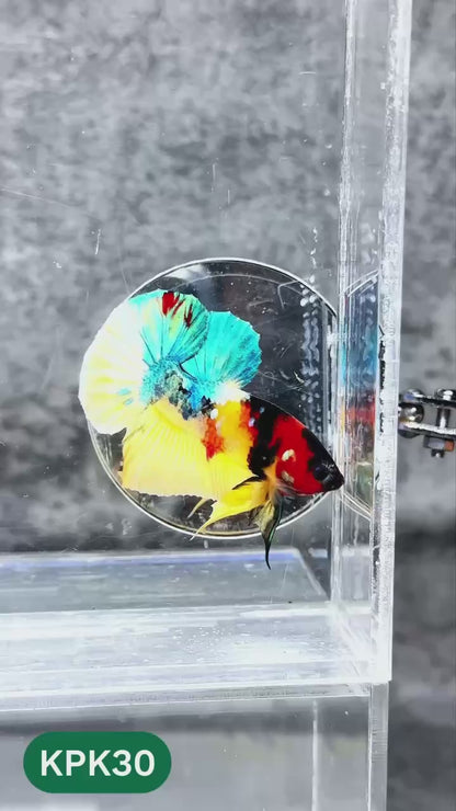 Multicolor Plakat Male Betta Fish |Show Grade|  You Pick Fish