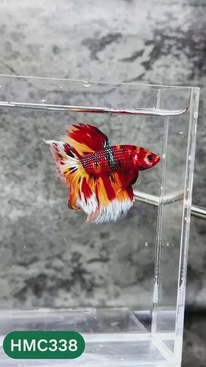 Multicolor Halfmoon Male Betta Fish | High Grade | Order Directly From Farm |  You Pick Fish |