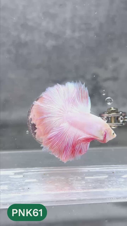 Pink Halfmoon Male Betta Fish | You Pick Fish | Order Directly From Farm