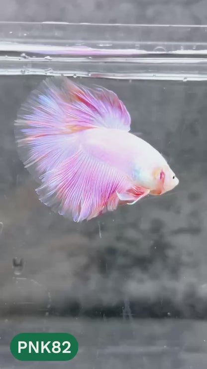 Pink Halfmoon Male Betta Fish | You Pick Fish | Order Directly From Farm
